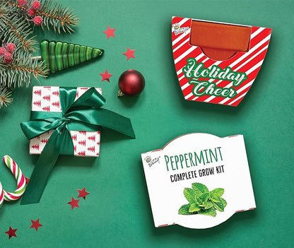 BUZZY Seeds Holiday Candy Cane Mini Terracotta Grow Pots, 6-Pack Peppermint Seeds, Indoor Plant Starter Kit, Stocking Stuffers, Party Favors Adults, for Kids