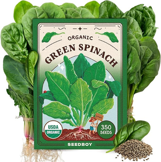 Seedboy Organic Spinach Seeds for Indoor Gardening or Planting Outdoors, Non-GMO and USDA Certified Vegetable Seed Packets, 350 Seeds/4 Grams (Bloomsdale Spinach)