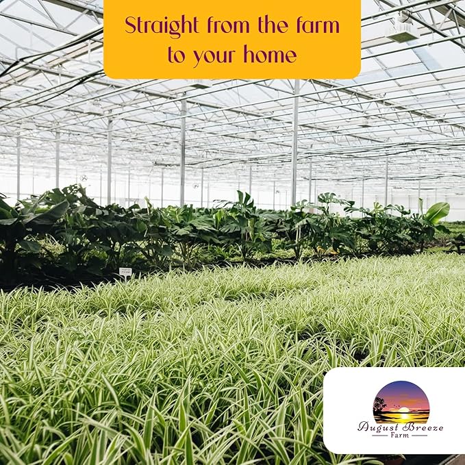 Spider Plant Variety Pack - 4 Spider Plants Live House Plants - Ocean, Hawaiian, Green, Bonnie Curly - Perfect for Home Garden & Office Decor - Ideal for Indoor Air Quality & Easy to Care