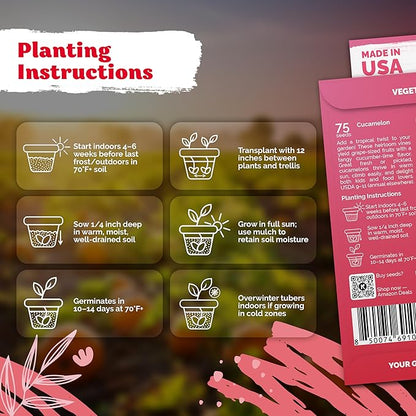 KVITER 75 Cucamelon Seeds for Planting (Melothria Scabra) – Mexican Sour Gherkin Seeds, Gherkin Cucumber, Mexican Mini Watermelon – Heirloom Vegetable Seed for Outdoor & Indoor Garden, Containers