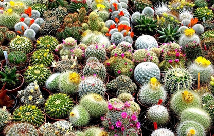 Cactus Seed Mix 50+ Assorted Cacti Seeds for Planting Indoors and Outdoors Different Varieties