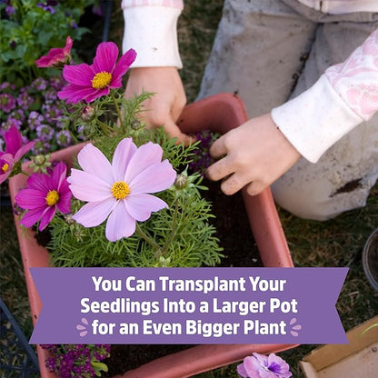 Back to the Roots Organic Cosmos Flower Grow Kit with Plantable Starting Pot Soil and Seeds