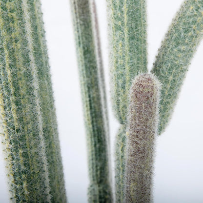 Tall Faux Cactus Plant，62in Realistic Texture Tall Fake Plant, Artificial Cactus Large with White Planter Indoor Outdoor for Home Office Living Room Bedroom Foyer Porch Decor.