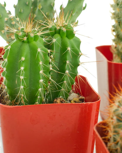 Shop Succulents | Can't Touch This Collection | Assortment of Hand Selected, Fully Rooted Live Indoor Cacti Plants, 5-Pack