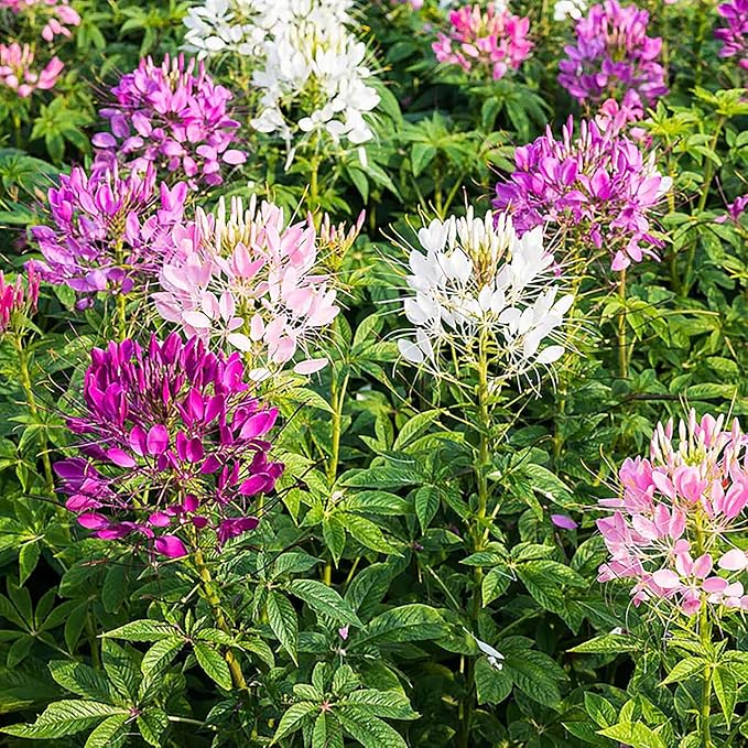 Mixed Cleome - Spider Plants - Nectar Flower for Monarch Butterflies - Large Paclage - 5000 Seeds