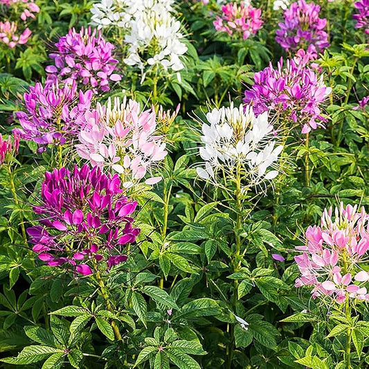 Mixed Cleome - Spider Plants - Nectar Flower for Monarch Butterflies - Large Paclage - 5000 Seeds
