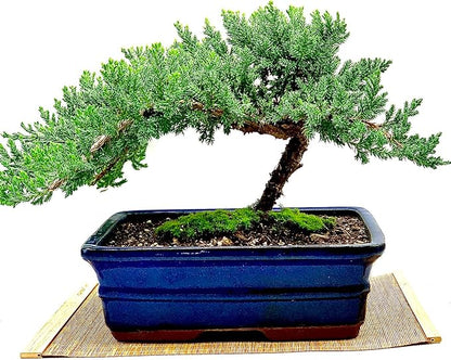 Live Dwarf Juniper Bonsai Tree 12+ Years Old with Bamboo mat| Juniper or Jade Bonsai Tree | Indoor/Outdoor | 100% Handcrafted| Home and Office Décor | Best Gift for Holiday (style3)