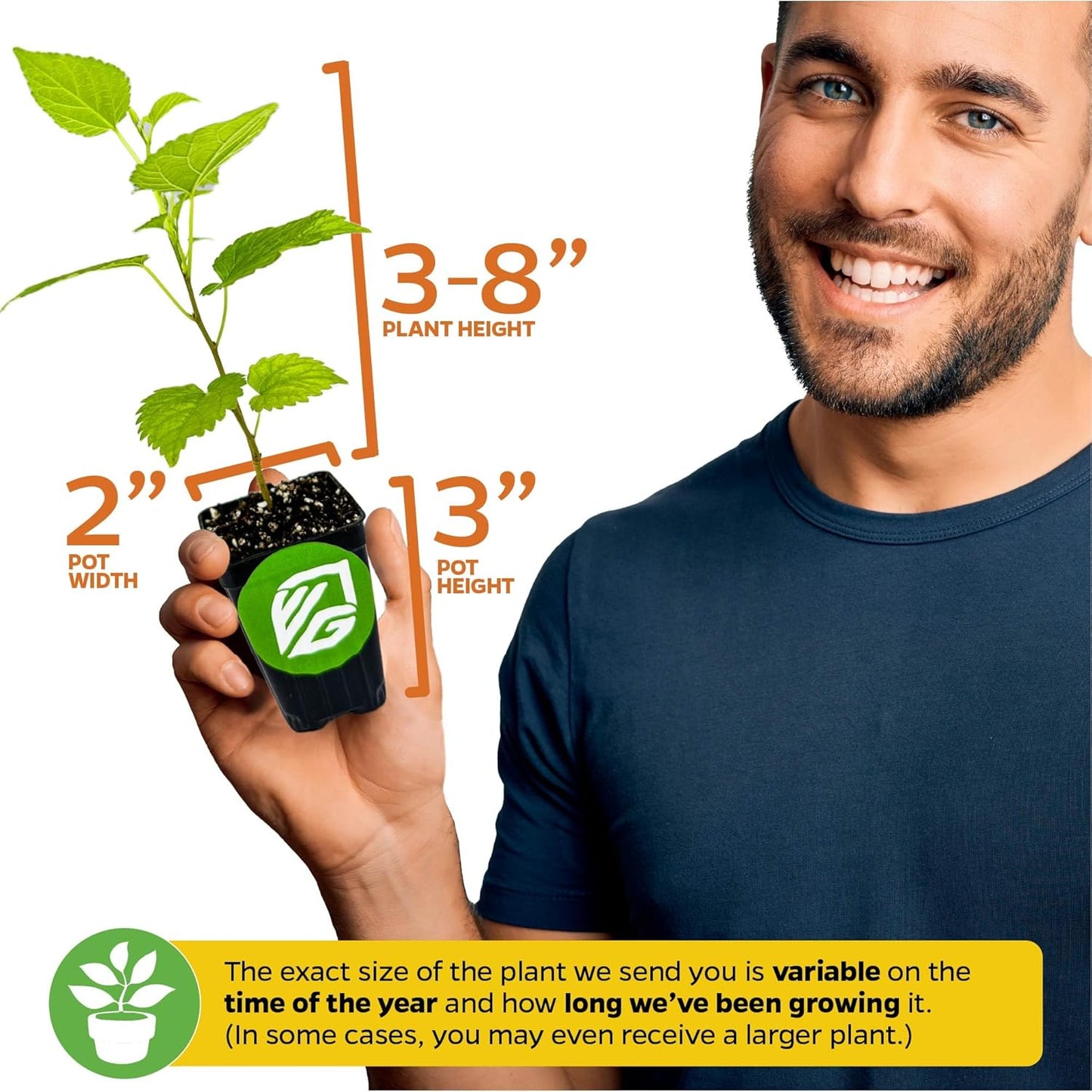 Pakistan Mulberry Live Tree - Morus Nigra Starter Plant - Wellspring Gardens - Dwarf Fruit Tree Ideal for Patio, Bonsai & Landscaping - Produce Fresh Berries -Companion to Elderberry Blueberry & Lilac