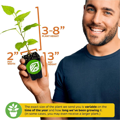 Pakistan Mulberry Live Tree - Morus Nigra Starter Plant - Wellspring Gardens - Dwarf Fruit Tree Ideal for Patio, Bonsai & Landscaping - Produce Fresh Berries -Companion to Elderberry Blueberry & Lilac