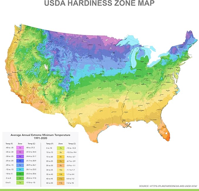 Garden State Bulb Globemaster Giant Allium Flower Bulbs, 20/22cm, Fall Planting (Bag of 20)