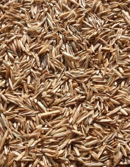 Annual Ryegrass Seeds for Planting - Premium Quality Rye Grass (5 Pounds)