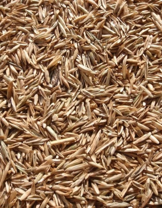 Annual Ryegrass Seeds for Planting - Premium Quality Rye Grass (5 Pounds)