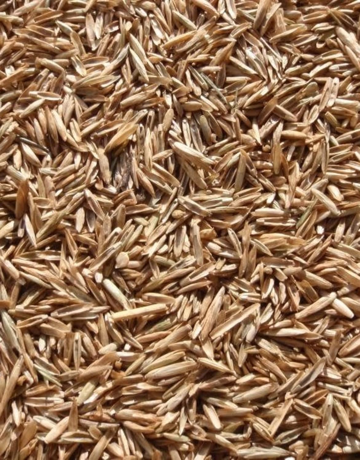 Annual Ryegrass Seeds for Planting - Premium Quality Rye Grass (1/2 Pound)