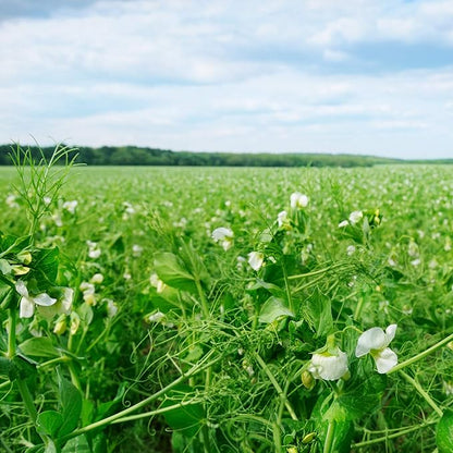 Outsidepride Dundale Spring Field Peas Seeds - 1 lb. Annual, High-Protein Legume & Cover Crop Seeds for Forage, Food Plot, Gardens & Pastures - Ideal for Improving Soil Health, & Erosion Control