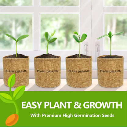 Bonsai Tree Kit, Bonsai Starter Kit with Seeds Tools & Planters, Tree Live Plants Indoor, Gardening Gifts for Women Men Mom Father Plant Lover, Birthday Thanksgiving Christmas Gifts