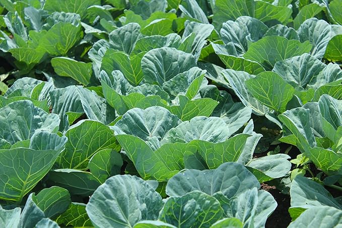 1000+ Georgia Southern Collard Greens Seeds for Planting - Heirloom, Non-GMO, USA Grown