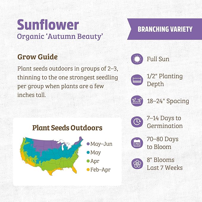 Back to The Roots 100% Organic Heirloom Seeds - Sunflower 'Helianthus' Value Pack (1.4g Total)