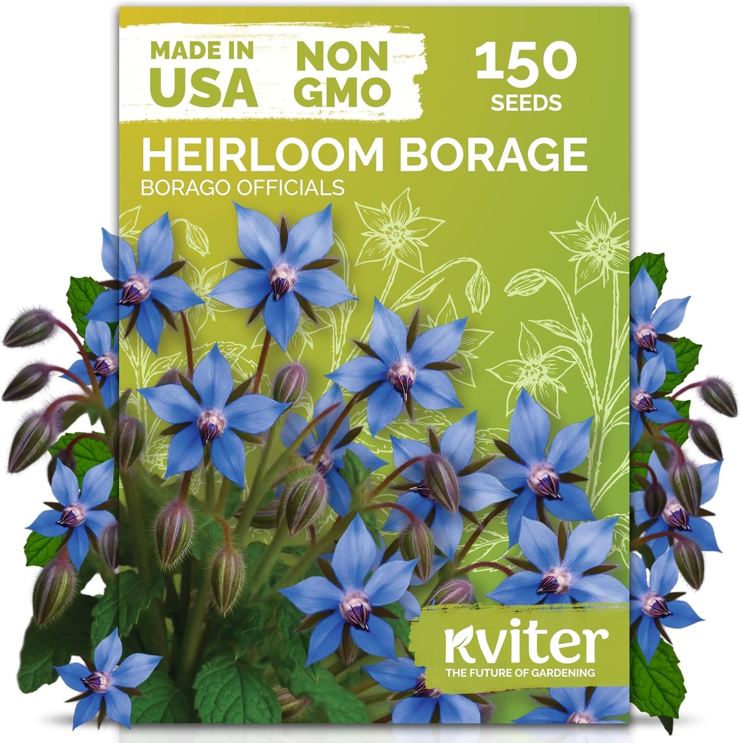 KVITER 150 Borage Seeds (Borago officinalis) - Blue Strawflower, Edible Flower for Teas, Attracts Pollinators - Organic & Heirloom Herb Seeds for Planting in Outdoor & Indoor Garden, Beds, Containers
