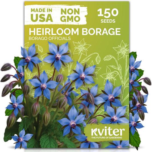KVITER 150 Borage Seeds (Borago officinalis) - Blue Strawflower, Edible Flower for Teas, Attracts Pollinators - Organic & Heirloom Herb Seeds for Planting in Outdoor & Indoor Garden, Beds, Containers