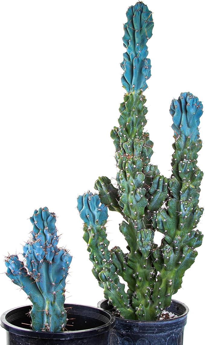 Cactus Outlet - Curiosity Cactus Plants Live, Live Plants Indoor & Outdoor Use, Live Cactus, 12”-18” - Rare Large Live Cactus - Landscape Ready Large Cactus Plant Live Delivered Right to Your Door