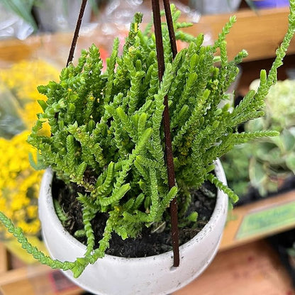Sprout N Green Watch Chain, Rare Live Crassula muscosa Succulent Plant Fully Rooted in 4" Planter with Soil, Home Office Indoor Outdoor Wedding Decoration DIY Projects Party Favor