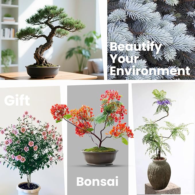 5 Pack Bonsai Tree Kit - Unique Gardening Gift Set for Plant Lovers | Complete Japanese Bonsai Starter Kit with Seeds, Tools & Planters | Ideal Christmas, Birthday Gifts for Women & Men