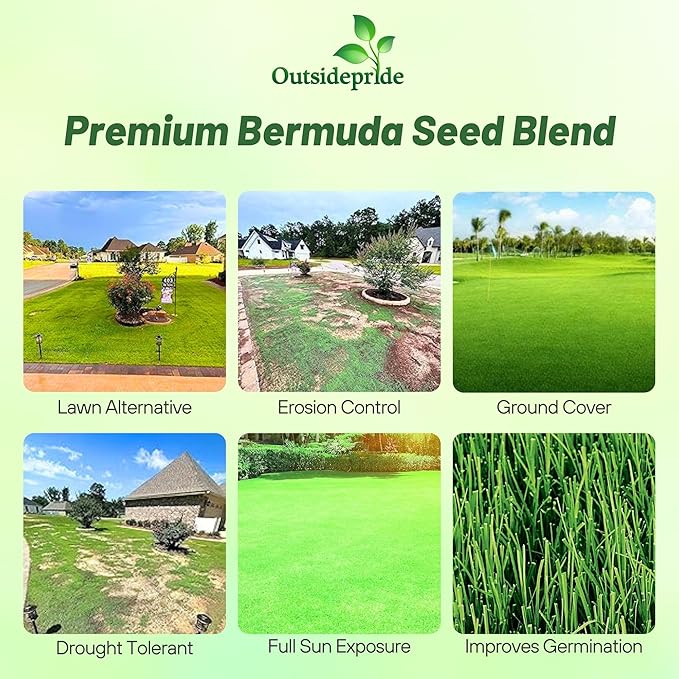 Outsidepride Oasis Bermuda Grass Seed - 5 lbs Warm Season, High Traffic, Heat Resistant, Drought-Tolerant, Low-Maintenance, Fast Growing Turf Grass for Lawn, Ideal for Sunny Areas, Thick Coverage