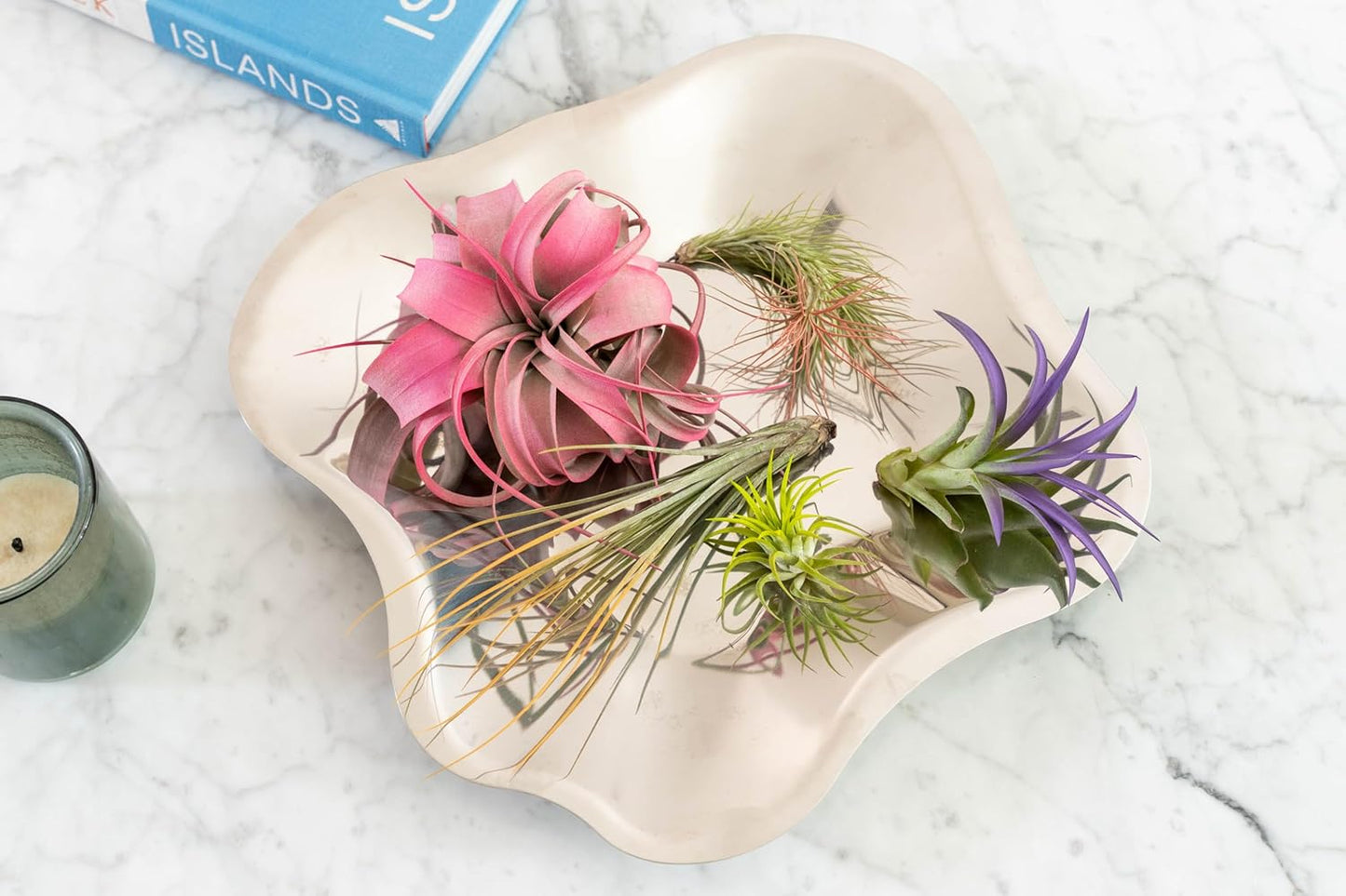 Fuchsia Colorful Tillandsia Air Plants - Long Lasting Color Enhanced Live Tillandsia Succulent House Plants - Home and Garden Decor - Easy Care Indoor/Outdoor Plants (Funckiana, Pack of 3)