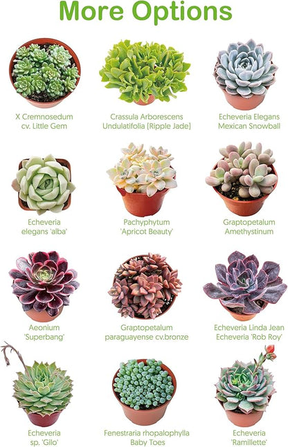 2" Live Succulent 'Cremnosedum Little Gem', Rare Succulent Plants Fully Rooted in Pots, Unique House Plant for DIY, Party Favor, Home Office Decoration