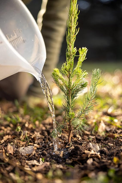 Black Spruce Live Tree Plug Seedlings | 6"-12" | Arbor Day Foundation (3-Pack)