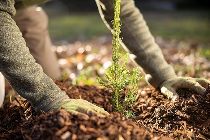 White Spruce Live Tree Seedlings | 6"-12" | Arbor Day Foundation (3-Pack)