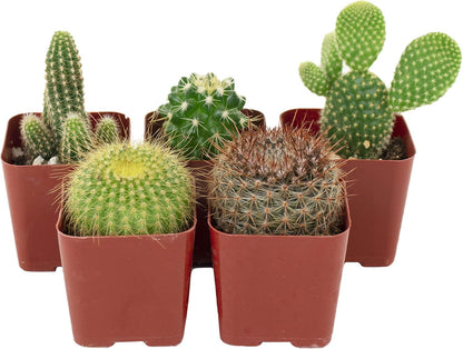 Shop Succulents | Can't Touch This Collection | Assortment of Hand Selected, Fully Rooted Live Indoor Cacti Plants, 5-Pack