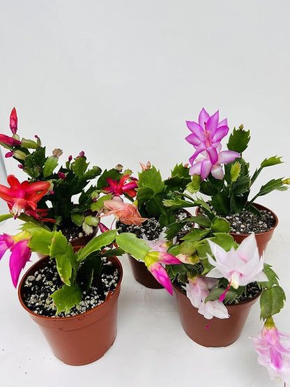 Christmas Cactus Party 2 Plants -Zygocactus Plants 4" Pot