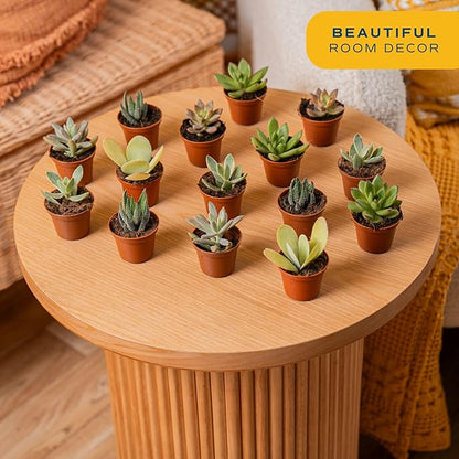 Costa Farms Succulents (100 Pack), Live Mini Succulent Plants, Grower's Choice Live Houseplants, Potted in Nursery Plant Pots, Potting Soil, Gift for Bulk Baby Shower, Bridal Shower, DIY Room Decor