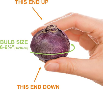 Garden State Bulb Blue Jacket Hyacinth Flower Bulbs, 15/16cm, Fall Planting (Bag of 25)