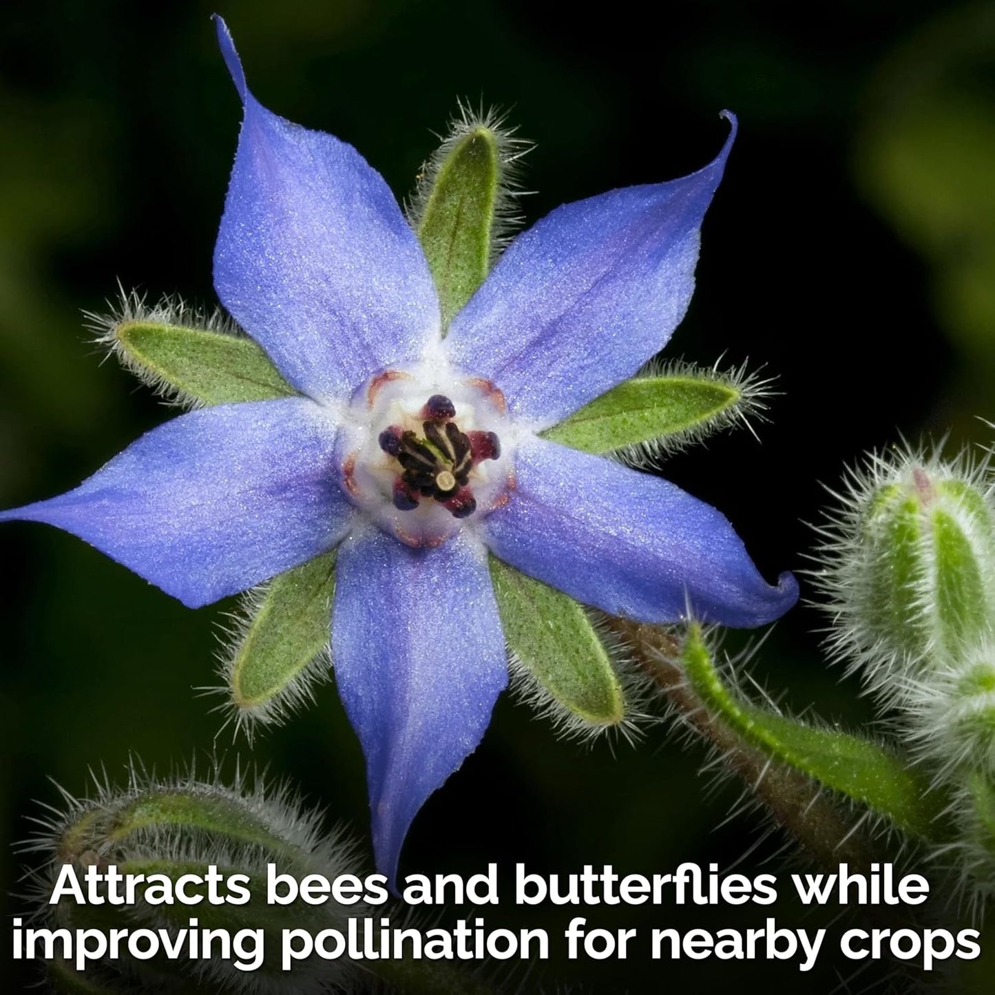 KVITER 150 Borage Seeds (Borago officinalis) - Blue Strawflower, Edible Flower for Teas, Attracts Pollinators - Organic & Heirloom Herb Seeds for Planting in Outdoor & Indoor Garden, Beds, Containers