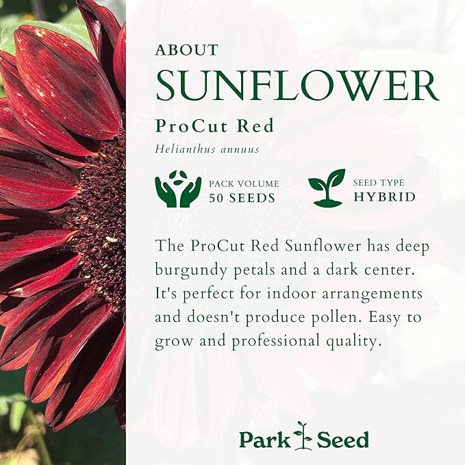 Park Seed ProCut Red Sunflower Seeds – Deep Red 4-Inch Blooms with Brown Centers, Easy to Grow Spring Variety, Ideal for Cutting & Wildlife Gardens, Pack of 50