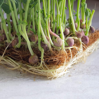 Arivka Pea Seeds - 25 Lb Bulk ~57,600 Seeds - Non-GMO Green Pea Seed - Microgreens & Farm, Garden Cover Crop - AKA: Arivka Field