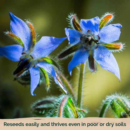 KVITER 150 Borage Seeds (Borago officinalis) - Blue Strawflower, Edible Flower for Teas, Attracts Pollinators - Organic & Heirloom Herb Seeds for Planting in Outdoor & Indoor Garden, Beds, Containers