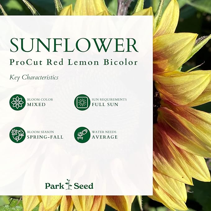 Park Seed ProCut Red/Lemon Bi-Colour Sunflower Seeds – Bold Red Petals with Lemon Tips, Easy to Grow Spring Variety, Great for Cutting Gardens, 4-Inch Blooms, Pack of 50