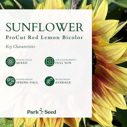 Park Seed ProCut Red/Lemon Bi-Colour Sunflower Seeds – Bold Red Petals with Lemon Tips, Easy to Grow Spring Variety, Great for Cutting Gardens, 4-Inch Blooms, Pack of 50
