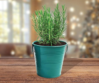 BUZZY Seeds Holiday Rosemary Grow Kit – Indoor Herb Garden Starter Pail with Non-GMO Seeds, Growing Medium, and Easy Instructions – DIY Christmas Gardening Gift, Stocking Stuffer
