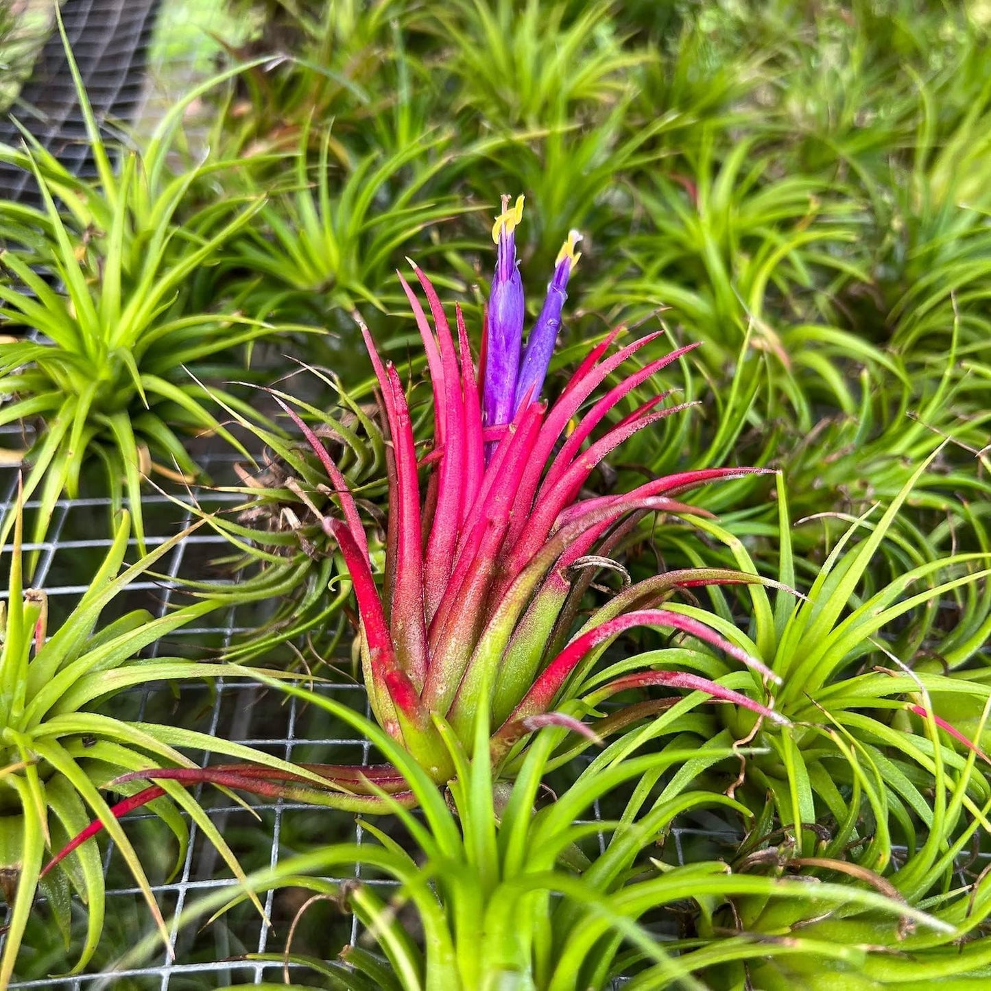 ragnaroc Air Plants - Tillandsia Ionantha Pack, Regular 1-3" - 5ct - Live Arrival Guaranteed - House Plants for Home Decor & Gift