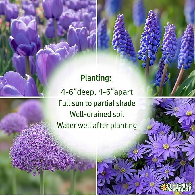 Blue Garden Flower Collection – 40 Bulbs | Rare Spring Blooming Perennials: Purple Alliums, Blue Tulips, Muscari, Anemone | Attracts Butterflies & Bees – Zones 3–9