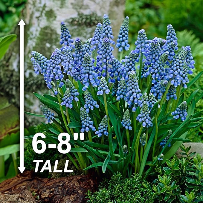 Garden State Bulb Muscari Grape Hyacinth Flower Bulbs, 8/9cm, Fall Planting (Bag of 50)