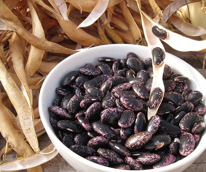 Scarlet Emperor Runner Bean Non-gmo British Heirloom Organically Grown. 50 Seeds