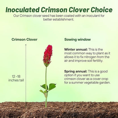 Outsidepride Crimson Clover Seeds - 1/4 lbs. Annual, Nitrocoated, & Inoculated Ground Cover Seeds, Ideal Clover Seed for Lawn, Cover Crop, Pasture, Hay, Green Manure & Wildlife Forage