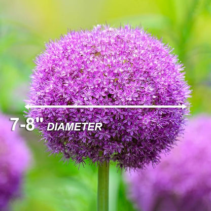 Garden State Bulb Gladiator Allium Flower Bulbs, 18cm, Fall Planting (Bag of 10)