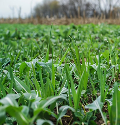 Rye Cover Crop Seeds - Non-GMO Rye Grain (20 Pound Bag) - Winter Rye Seeds