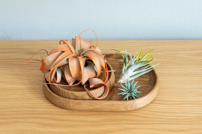 Fuchsia Colorful Tillandsia Air Plants - Long Lasting Color Enhanced Live Tillandsia Succulent House Plants - Home and Garden Decor - Easy Care Indoor/Outdoor Plants (Argentea Thin, Single)